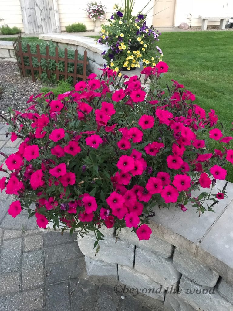 You are currently viewing More window treatments and tip on where to buy flowers